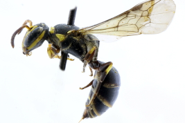Female lateral view (MLP) Photo: M.Lucia