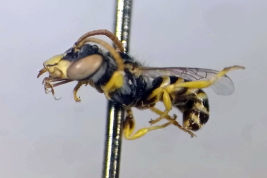 Macho en vista lateral, paratipo (MACN)