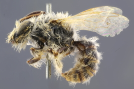 Male in lateral view (Photo: M. Lucia)