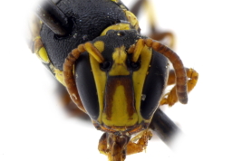 Female head in frontal view (MLP) Photo: M.Lucia