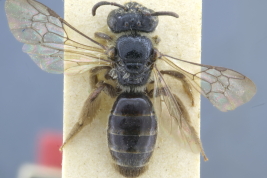 Female in dorsal view, Loreto, Misiones (MLP). Photo: M. Lucia