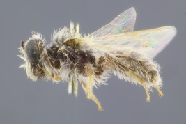 Male in lateral view (Photo: M. Lucia)