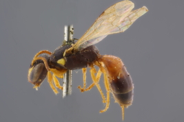 Female in lateral view, Catamarca (Photo: M. Lucia)