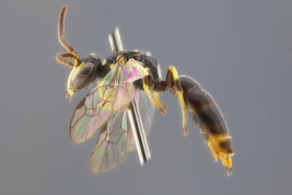 Male in lateral view (Photo: M. Lucia)