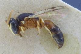 Female in lateral view (Photo: M. Lucia)