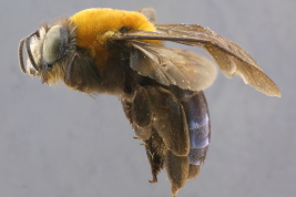 Female in lateral view (Photo: M. Lucia)