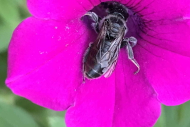 <i>Hexantheda mssionica</i> sobre <i>Calibrachoa</i> sp. Posadas Misiones (Photo: Nicolás Jambrina)