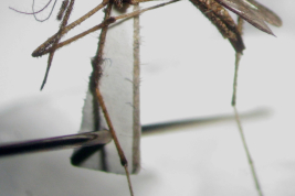 Female of Psorophora ciliata (Photo: M. Laurito).
