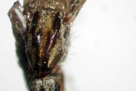 Tórax de Psorophora ciliata (Foto: M. Laurito).