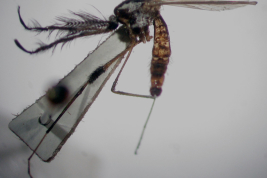 Male of Psorophora ciliata (Photo: M. Laurito).