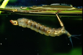 Larva de Psorophora ciliata (Foto: R. E. Campos)
