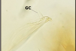 Ápice del gonostilo de especimen macho de Wyeomyia aphobema (Foto: Stein et al. 2018).