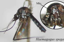 Female of Haemogogus spegazzinii (Photo: M. Laurito). Mks: mesokatepisternum