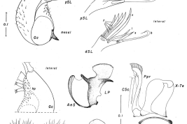 Female and male genitalia structures of Culex rabelloi. Ce = cercus; GC = gonocoxite; Gs = gonostylus; I = insula; PGL = postgenital lobe; SL = subapical lobe; UVL = upper vaginal lip; IX-Te = tergum IX (Photo: Forattini & Mureb-Sallum, 1987).