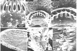 Adult of Culex ribeirensis. A,B. Dorsal aspect of head showing falcate and forked scales; C. Dorsal aspect of cibarial armature; D. Detail of figure C focusing the cibarial teeth; E. Posterodorsal aspect of cibarial armature; F. Detail of figure E focusing the cibarial teeth; G. Dorsal aspect of distal right wing scaling; H. Aspect of the lateral right side of thorax showing upper mesokatepisternal scale patch; I. Detail of figure H focusing the upper mesokatepisternal scales; J - ventral aspect of distal right wing scaling (Photo: Forattini & Mureb-Sallum, 1985)..