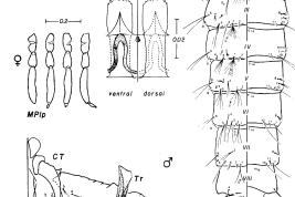 Pupa and cibarial armature of Culex rebeirensis (Photo: Forattini & Mureb-Sallum, 1985).