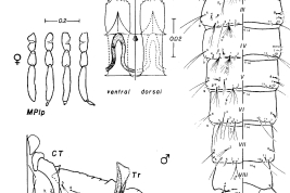 Pupa and cibarial armature of Culex rebeirensis (Photo: Forattini & Mureb-Sallum, 1985).