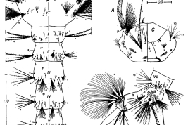 Larva of Culex ribeirensis. C: head; P: prothorax; M: mesothorax; S: siphon; T: metathorax; I-VIII: abdominal segments; X: anal lobe. (Photo: Forattini & Mureb-Sallum, 1985)