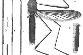 Adulto de Onirion personatum. A. Espécimen masculino; B. Pleura; C. Vista lateral del abdomen; D. Pata anterior (ventral); E, F. Pata media (E. ventral, F. superficie dorsal de los tarsómeros 2-5); G, H. Pata posterior (G. ventral, H. superficie dorsal de los tarsómeros 2-5) (Foto: Harbach & Peyton, 2000).