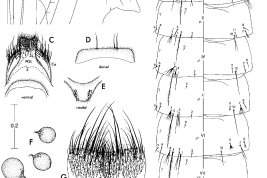 Pupa and female genitalia of Onirion personarum. A, B. Pupa. A. Left side of cephalothorax, dorsal to right; B. Dorsal (left) and ventral (right) aspects of metathorax and abdomen. C –H. Female genitalia aspects, as indicated: C. Postgenital lobe and cerci; D. Tergum IX; E. Insula; F. Spermathecal capsules; G. Sternum VIII; H. Tergum VIII (Photo: Harbach & Peyton, 2000).