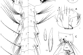Larva de cuarto estadio de Onirion personatum. A. Cabeza, dorsal y ventral del lado izquierdo; B. Tórax y segmento abdominal I-VI, dorsales y ventrales del lado izquierdo; C. Segmentos abdominales VII-X, lado izquierdo (Foto: Harbach & Peyton, 2000).