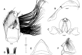 Male genitalia of Onirion personatum. A. Gonocoxite; B. Gonostylus; C. Aedeagus with parameres and basal pieces attached; D. Tergum IX; E. Sternum IX; F. Proctiger (Photo: Harbach & Peyton, 2000).