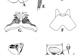 Larva, pupa y estructuras de la genitalia masculina de Uranotaenia geometrica. A. Vistas dorsal y ventral de la cabeza; B. Vistas dorsal y ventral del protórax; C. Cerdas laterales del segmento abdominal I; D. Vista lateral de los segmentos abdominales terminales; E. Trompeta de la pupa; F. Tergito IX; G. Vista dorsal del falosoma; H. Vista lateral del falosoma; I. Vista lateral del disistilo (Foto: Gallindo et al., 1954).
