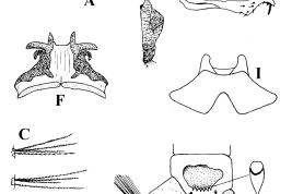 Larva, pupa and male genitalia structures of Uranotaenia nataliae. A. Dorsal and ventral views of head; B. Dorsal and ventral views of prothorax; C. Lateral hairs of abdominal segment I; D. Lateral view of terminal abdominal segments; E. Trumpet of pupa; F. Dorsal view of the phallosome; G. Lateral view of the disityle; H. Lateral view of the phallosome, I. Tergum IX (Photo: Gallindo et al., 1954).