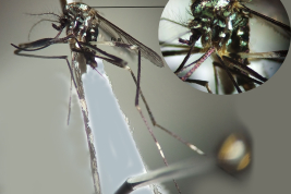 Hembra de Ochlerotatus terrens (Foto: M. Laurito).