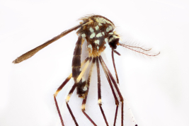 Hembra de Ochlerotatus terrens (Foto: Walter Ferrari).