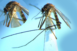Female of Culex ribeirensis (Photo: M. Laurito).