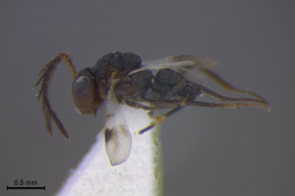 Habitus (male)
