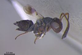 Habitus (female)