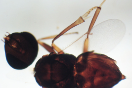 A. rusticus Holotype