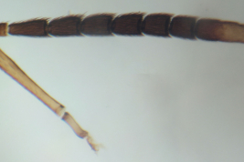 A. rusticus antenna