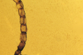 A. aciculatus Lectotype