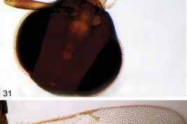 Head, antenna and wings. Female