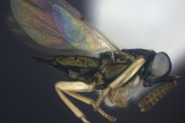 Psyllaephagus bliteus