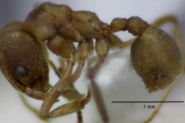 Obrera (vista lateral)