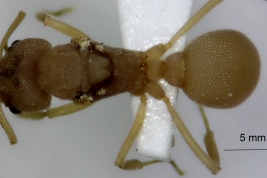 Reina (vista dorsal)