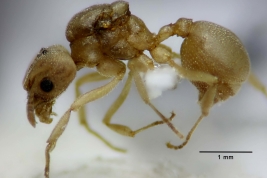 Reina (vista lateral)