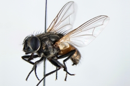 Female, lateral view