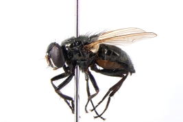 Female, lateral view