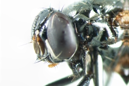 Female, head detail