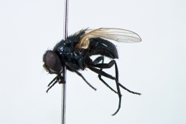 Female, lateral view