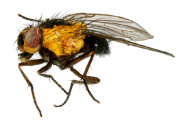 Male, lateral view