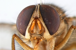 Male, head anterior view