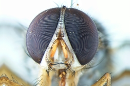 Male, head anterior view