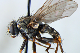 Female, lateral view