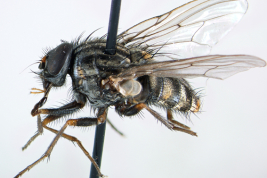 Male, lateral view